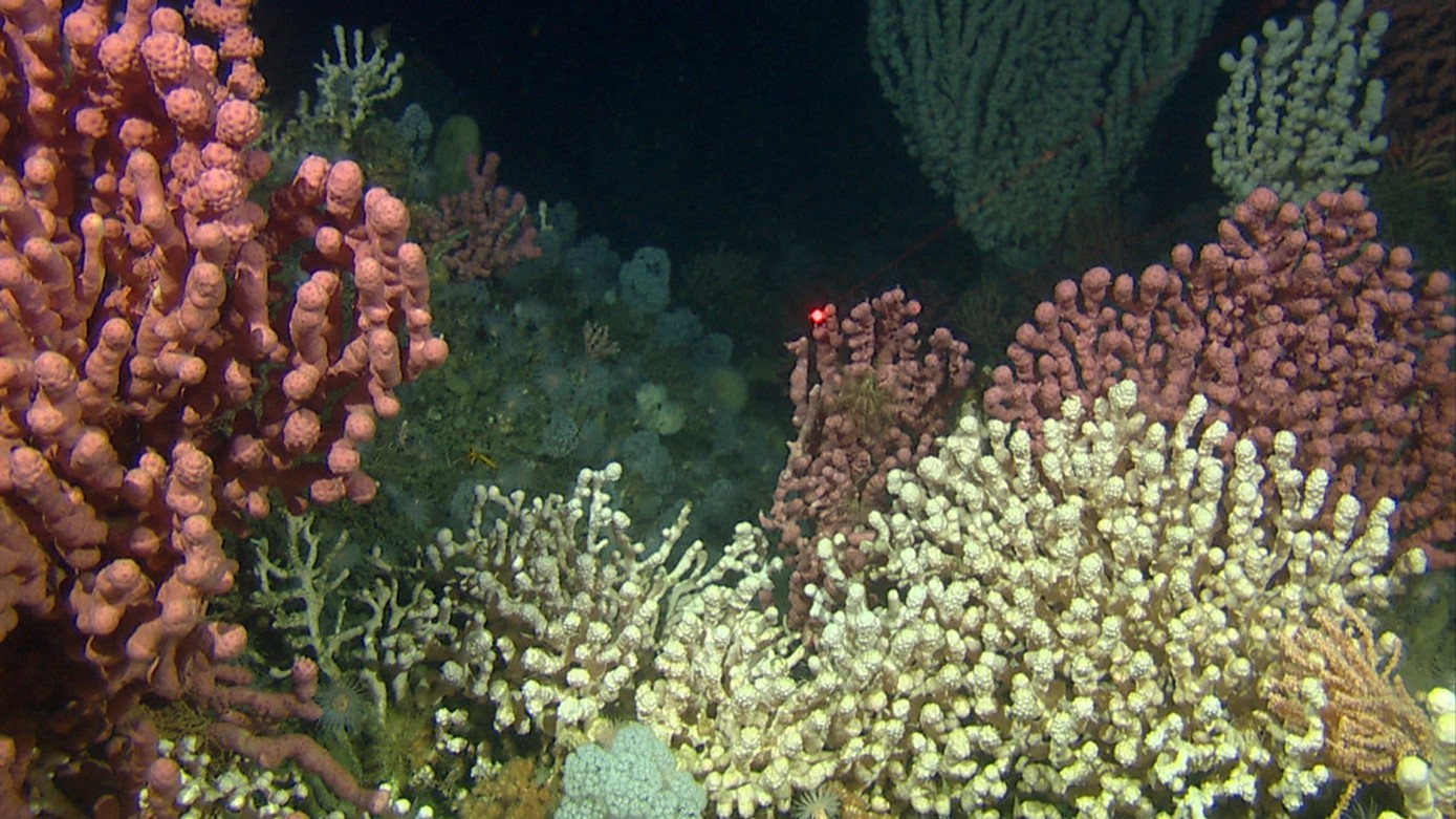 Naturtyper finnes i områdene som vurderes for havvind. Koraller danner tredimensjonale strukturer som tilbyr skjulested og matfat for andre arter som fisk, slangestjerner og små krepsdyr. Avbildet vokser sjøtre og blomkålkoraller på korallgrus dannet av øyekorall.  Kilde: MAREANO/Havforskningsinstituttet.